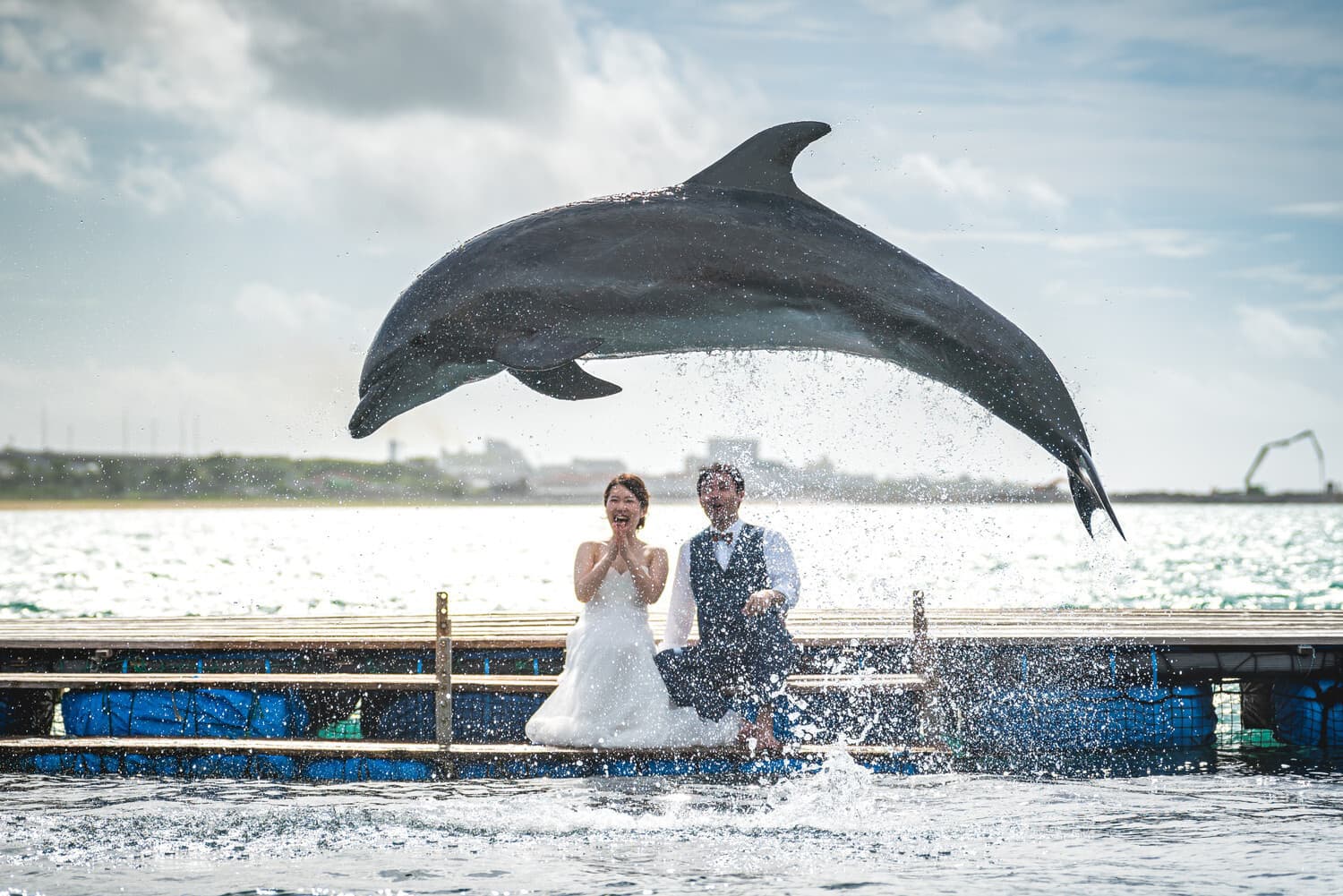 ジャンプするイルカを座って眺める新郎新婦